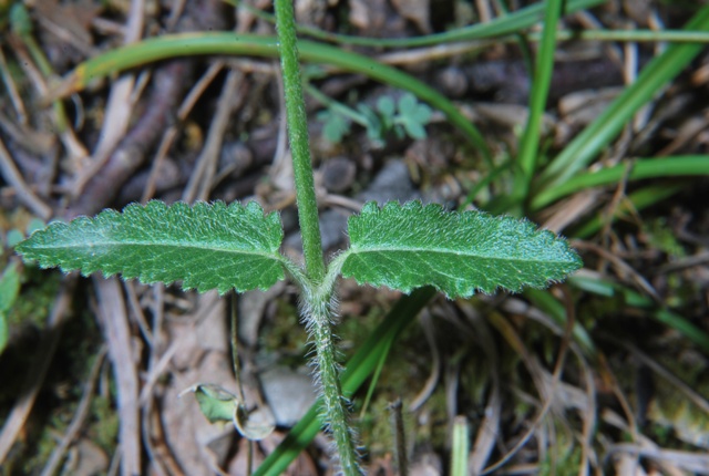 Stachys officinalis
